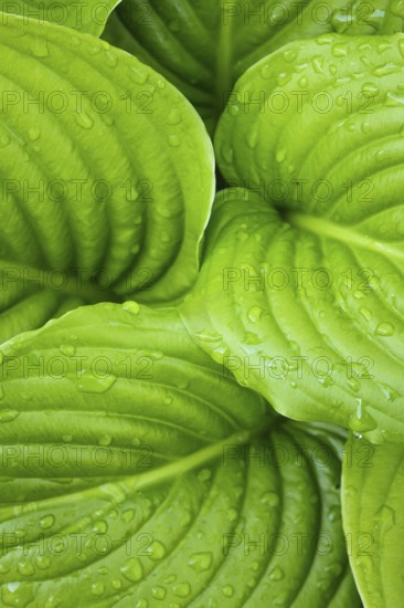 Hosta leaves as a figure green pattern with raindrops