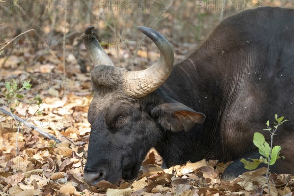 Gaur (Bos gaurus), cattle (Bovini), Indian bison, animal portrait, Bandhavgarh National Park, tiger reserve, Madhya Pradesh, Vindhya Mountains, India, Asia