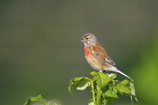 Linnet, Common Linnet, Eurasian Linnet, (Carduelis cannabin), (Acanthis cannabina), Linotte mÈlodieuse, Pardillo Com?n