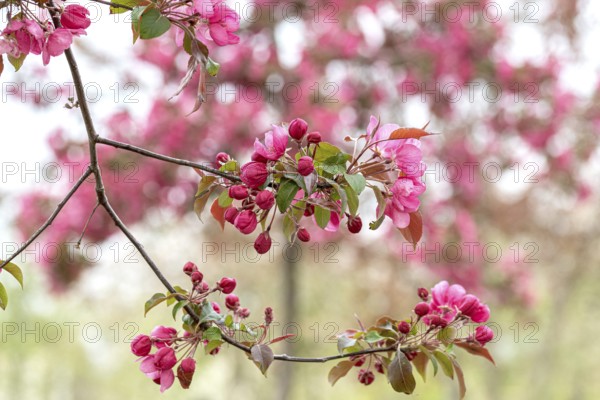 Ornamental apple (Malus 'Rudolph'), Anchers Havecenter, Ditfurt, Saxony-Anhalt, Germany, Europe