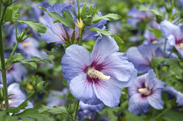 Garden marshmallow (Hibiscus syriacus 'Marina'), Anchers Havecenter, Bautzen, Saxony, Germany, Europe