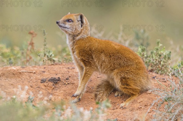 Yellow mongoose (Cynictis penicillata), Addo Elephant National Park, Addo, Western Cape, South Africa, Africa