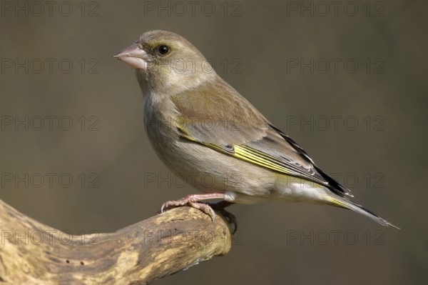 Greenfinch, Greenfinch, European Greenfinch, Western Greenfinch, Carduelis chloris, (Chloris chloris), Battenberg, Hockenheim, Baden-Württemberg, Germany, Europe