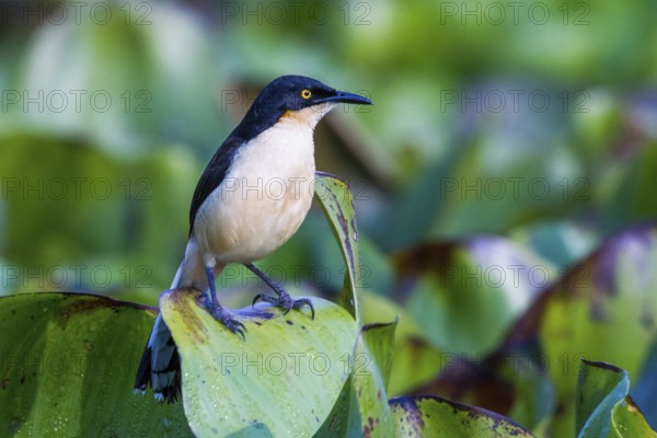 Black-capped donacobius (Donacobius atricapilla), Pantanal, Brazil, South America