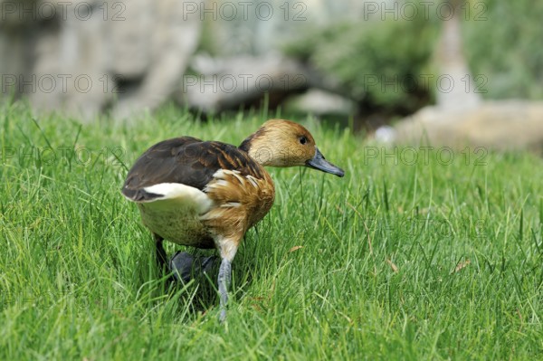 Duck on the grass