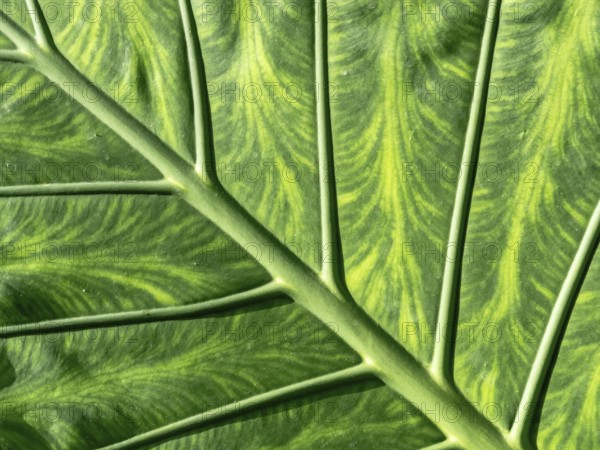 Close-up of a leaf in fresh, lush green. Austria