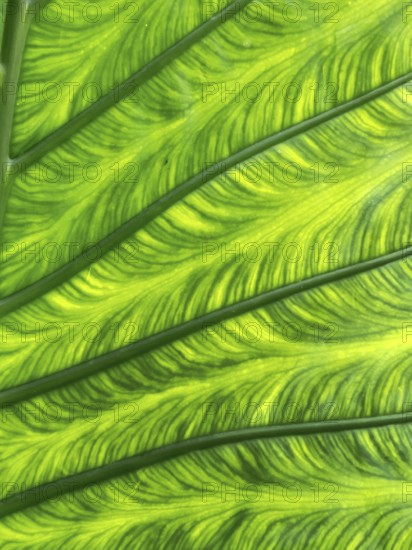 Close-up of a leaf in fresh, lush green. Austria