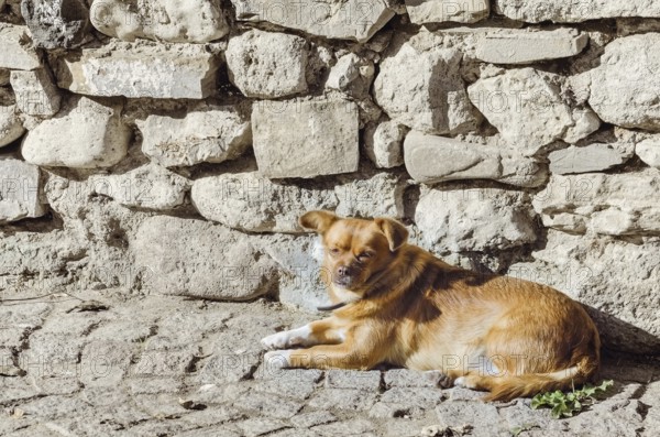 An Old Little Dog Lies near the Stone Wall Nessebar, Bulgaria, Europe