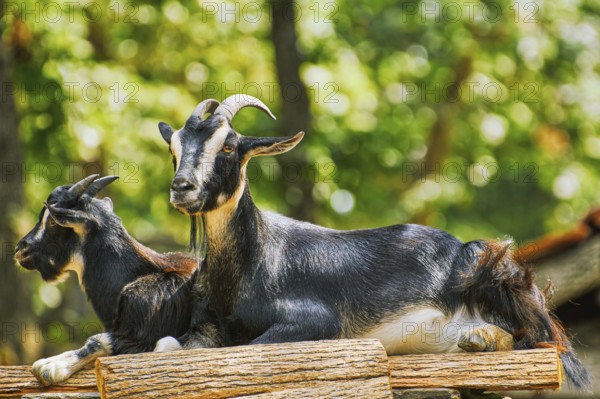 Two Goats on the Stack of Wood Bulgaria