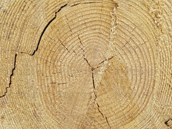 Cutoff log background