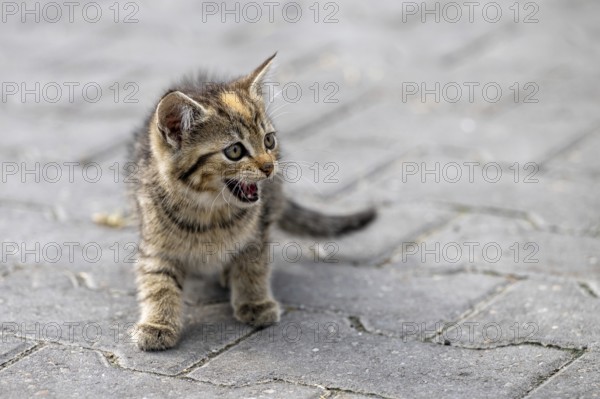 Kitten on street work on a farm in the Netherlands