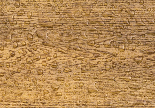 Great wooden background with a section from an oak plank with water drops on it. The wood, which is treated with a special oil, is waterproof