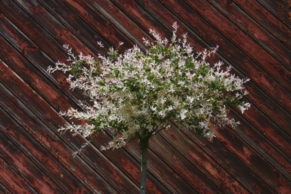 Salix integra