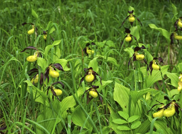 Yellow lady's slipper orchid, Cypripedium calceolus, yellow lady's slipper, yellow lady's slipper orchid
