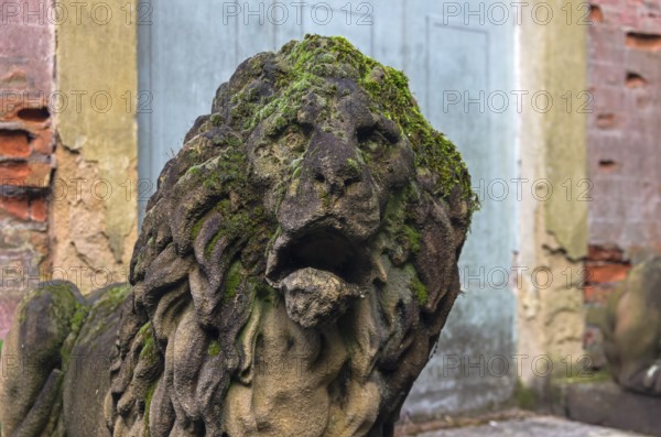 Moss-covered stone lion head. A fragment of a stone statue in the old park. Italy