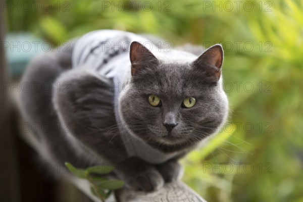 Cat sitting on veranda railing, 2021