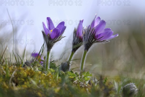 Pasque flower, cow-orchid, Pulsatilla vulgaris