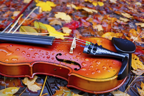 Violin lying on red and yellow autumn leaves under the rain
