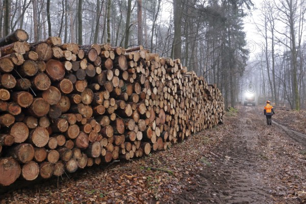 Deforested tree trunks