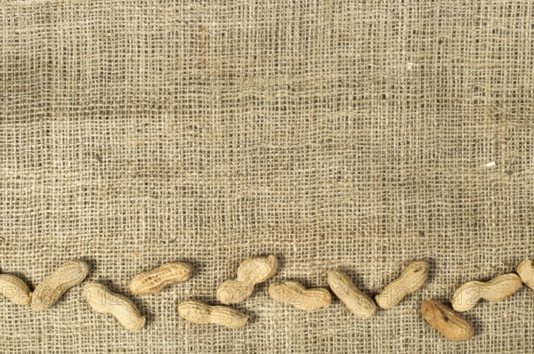 Closeup Peanuts on burlap.Raw peanuts in shells and shelled peanuts. Arranged as border