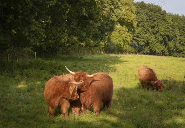 An import from Scotland, Scottish Highland cows in a meadow near the historic Viking town of Haithabu in northern Germany