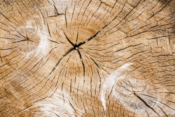 Annual rings on a tree trunk. Symbolic photo for age. Austria