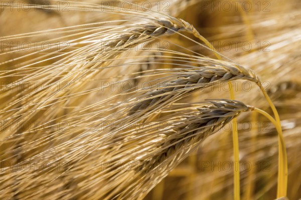A field of barley waiting to be harvested. Symbolic photo for agriculture and healthy nutrition. Austria