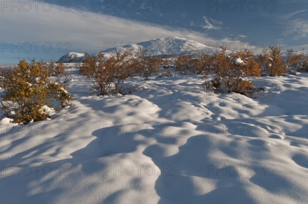 Snowy Hersbt landscape in Doeralen valley, Rondane National Park, Oppland Fylke, Norway, September 2010, Europe