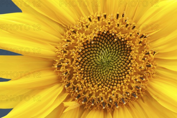 Single yellow nature color sunflower summer flower