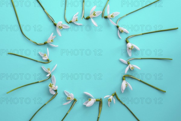 Flat lay composition with snowdrop flowers on color background, copy space for text. Circle made of snowdrop. Holiday mock up greeting card