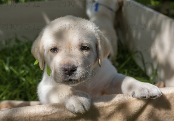 Labrador puppy portrait, beautiful little dog