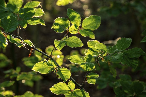 Sunlight illuminates the green leaves of a beech tree (Fagus) and emphasises its fine details, Lower Saxony, Germany, Europe