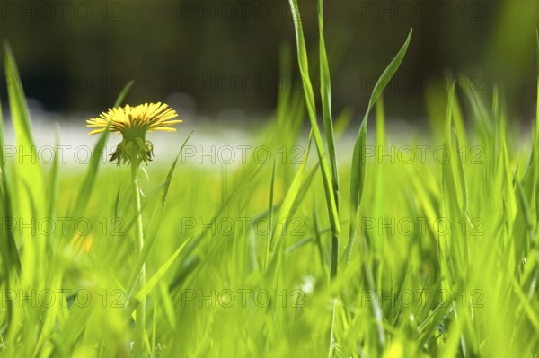 Yellow wild Dandelions in the high nature grass