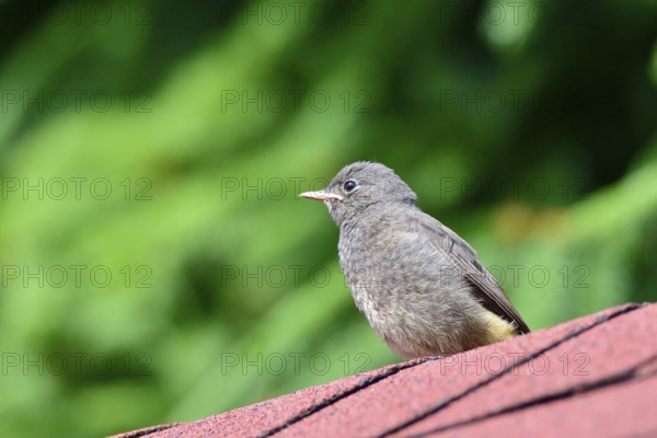Male Black Redstart waiting for feather. Male black redstart waiting for feather