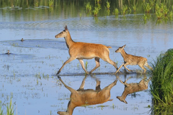 Red deer in Lusatia, near Foerstgen. Red deer with calf. Red Deer Cervus elaphus Germany, Germany, Europe
