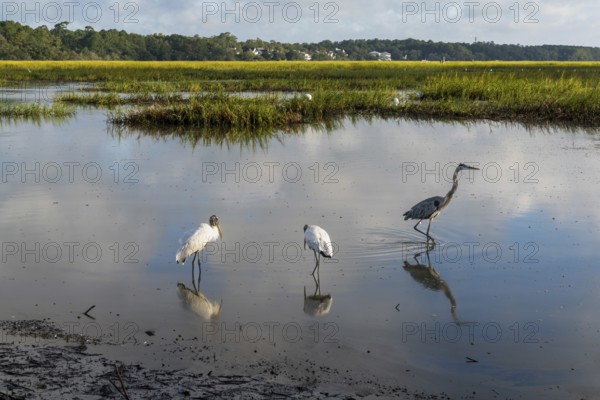 Two wood storks and a great heron in the tidal waters and marshlands of Huntington Beach State Park in South Carolina