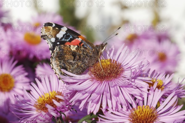 A red admiral butterfly (Vanessa atalanta, red admirable) on a cultivar of the New England aster (Symphyotrichum novae-angliae) with pink flowers. Ventral view