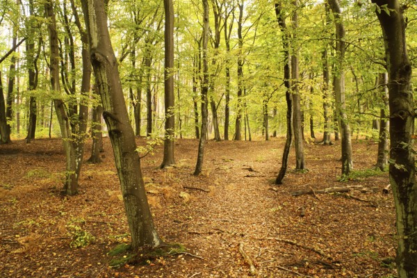 Beech forest in the fall. Green and colored leaves. Orange-brown leaves on the forest floor. Forest walk through nature. Landscape shot from the forest