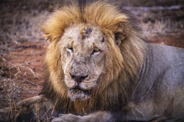 Old male lion (Panthera Leo) lying, tired, exhausted, Balule Plains, South Africa, Africa