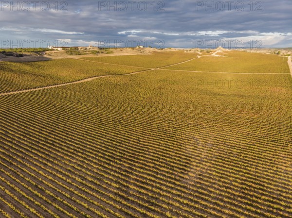 Field of vines, Aranda de Duero, Burgos province, Spain, Europe