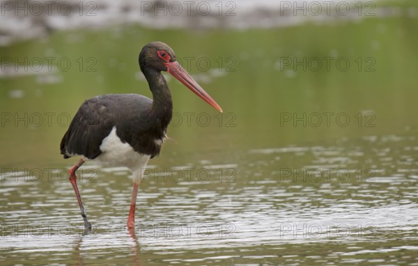 Black stork foraging