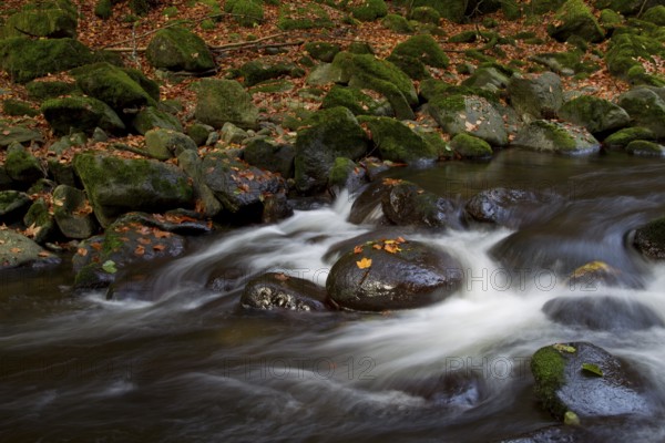 Wildbach, Torrent