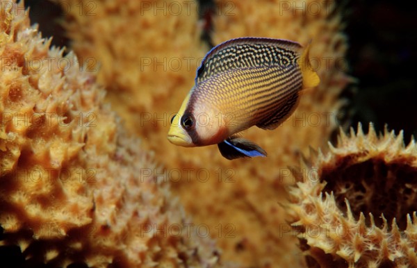 Magnificent dwarf perch, Pseudochromis splendens, Indonesia, Wakatobi Dive Resort, Sulawesi, Indian Ocean, Banda Sea, Asia
