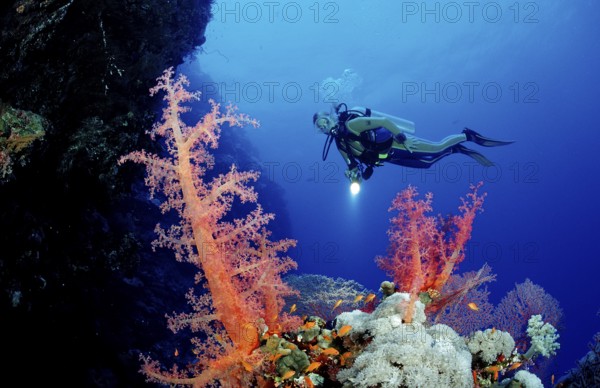 Diver and colourful coral reef, Egypt, Africa, Elphinstone Reef, Red Sea, Africa