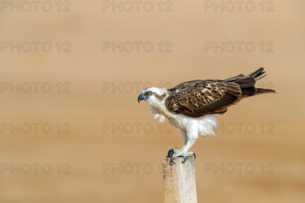 An osprey in search of food, (Pandiaon haliaetus), family of birds of prey, biotope, habitat, perch, Barr Al Hikman, Shannah, Ash Sharqiyah South, Oman, Asia