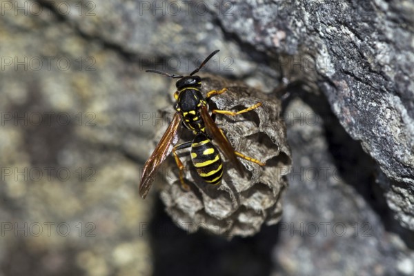 Mountain field wasp (Polistes biglumis), animals, insects, wasp, wasps, field wasp, wasps, hymenoptera, wasp nest, Baden-Württemberg, Federal Republic of Germany