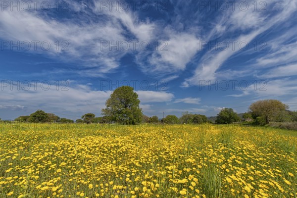 Landscape in Greece, flower meadow, tree, spring, island Lesbos Lesbos, Greece, Europe