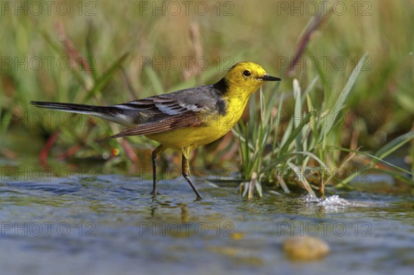 Citrine wagtail, (Motacilla citreola), foraging in a biotope, Middle East, Oman, songbird, family of stilts and pipits, Raysut, Salalah, Dhofar, Oman, Asia