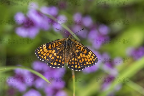Quail Wheat Fritillary (Melitaea athalia)