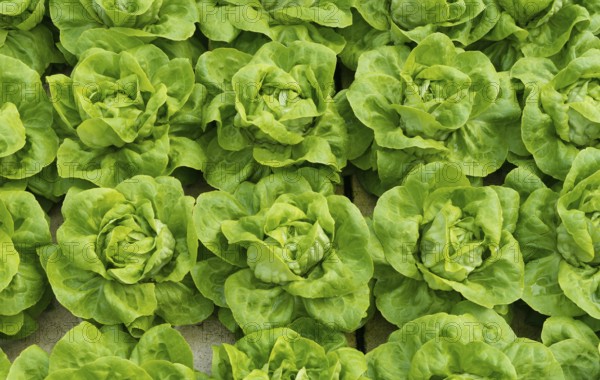 Lettuce ready to harvest in a commercial greenhouse in the netherlands